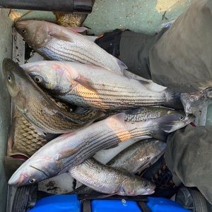 Meet your Posher, Loc